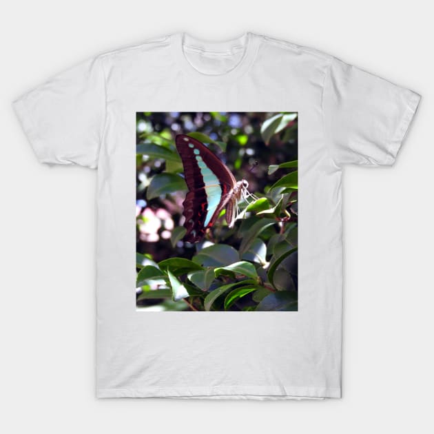 Blue Triangle Butterfly T-Shirt by kirstybush